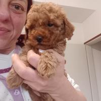 Barboncino toy red pedigree Enci