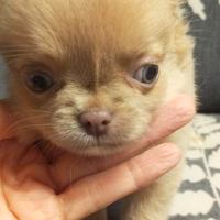 Cucciolo chihuahua