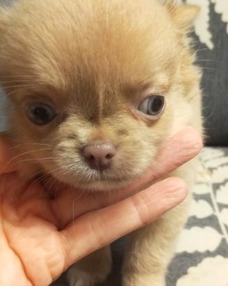Cucciolo chihuahua
