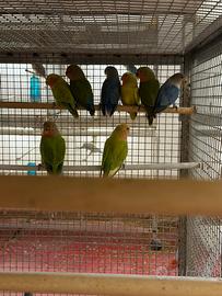 Inseparabili