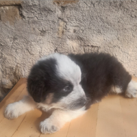 Cuccioli taglia gigante alabai