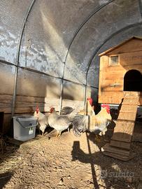 Italiener grigio perla collo arancio