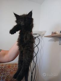 Gatto foreste norvegesi pronta consegna