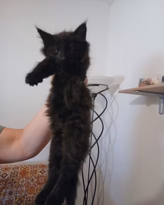Gatto foreste norvegesi pronta consegna