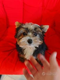 Morkie maschio tre mesi e mezzo