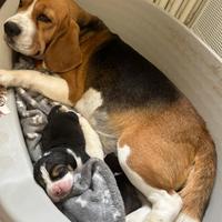 Cuccioli Beagle tricolori con Pedigree ENCI