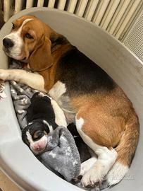 Cuccioli Beagle tricolori con Pedigree ENCI