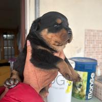 Cuccioli di rottweiler