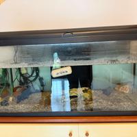 Acquario gratis 80lt