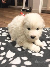 Cuccioli Samoiedo
