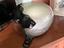 Immagine 3