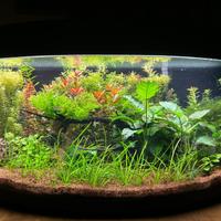 Acquario