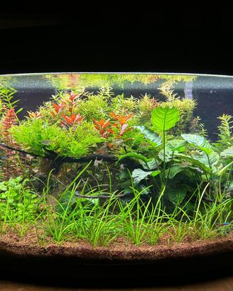 Acquario
