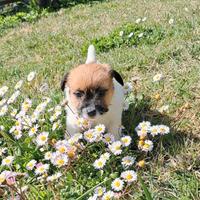 Jack russell terrier