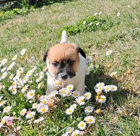 Jack russell terrier