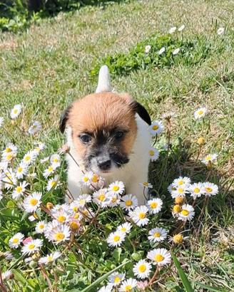 Jack russell terrier