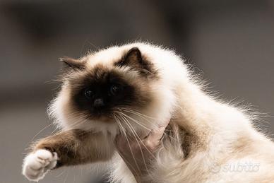 Gatto Sacro di Birmania Femmina ADULTA