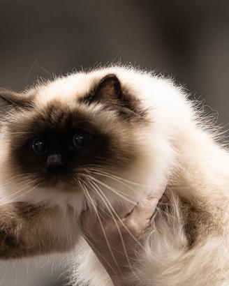Gatto Sacro di Birmania Femmina ADULTA