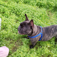 Bulldog francese