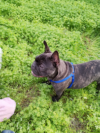 Bulldog francese