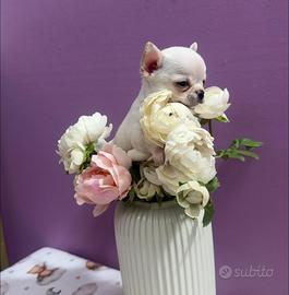 Chihuahua