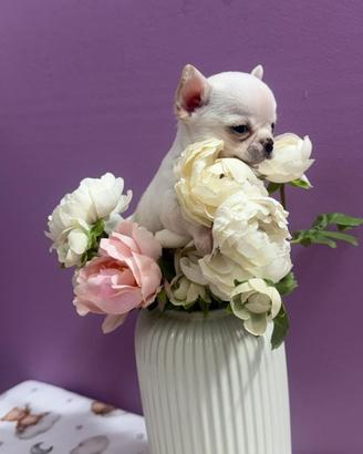 Chihuahua