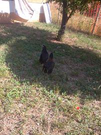 Galline ovaiole francesine