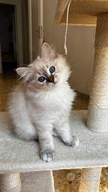 Sacro di birmania