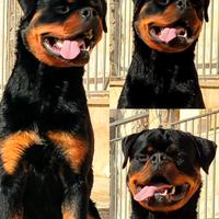 Cucciolone rottweiler