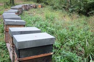 Postazione per arnie