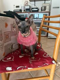 Don Sphynx