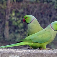 Pappagallo Parrocchetto dal collare ancestrale
