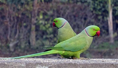 Pappagallo Parrocchetto dal collare ancestrale