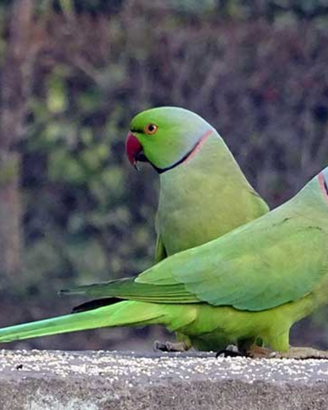 Pappagallo Parrocchetto dal collare ancestrale