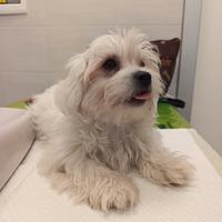   cucciolo maltese