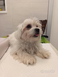   cucciolo maltese