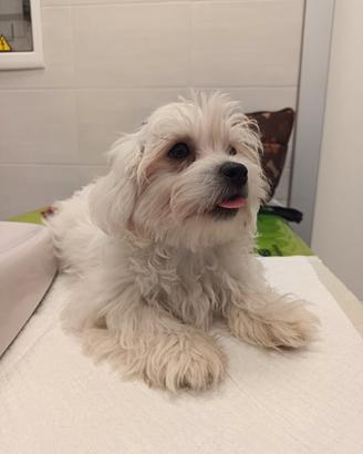   cucciolo maltese