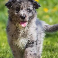 Cucciolo maschio blue merle pastore australiano