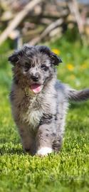 Cucciolo maschio blue merle pastore australiano