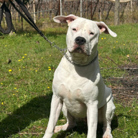 Dogo argentino × monta