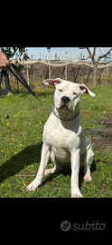 Dogo argentino × monta