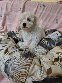 Maltipoo