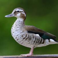 Alzavola brasigliana femmina