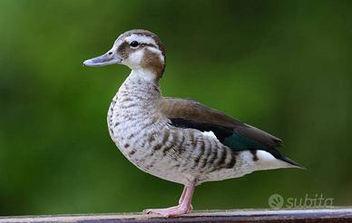 Alzavola brasigliana femmina