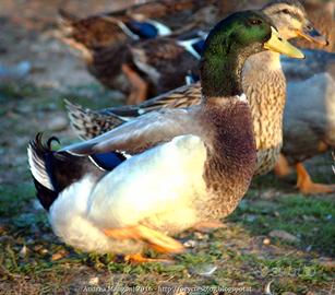 Anatroccoli germanata veneta