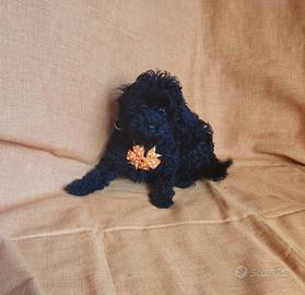 Barboncino total Black nano