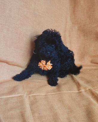 Barboncino total Black nano