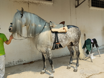 Pre linea cartuijano