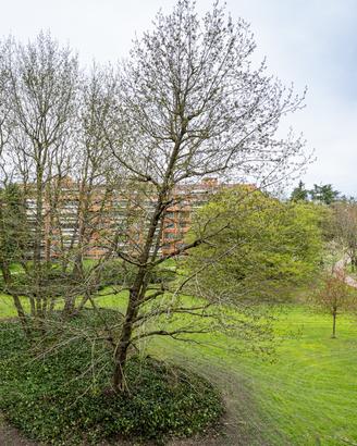 Trilocale a Basiglio