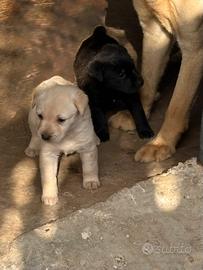 Cuccioli labrador
